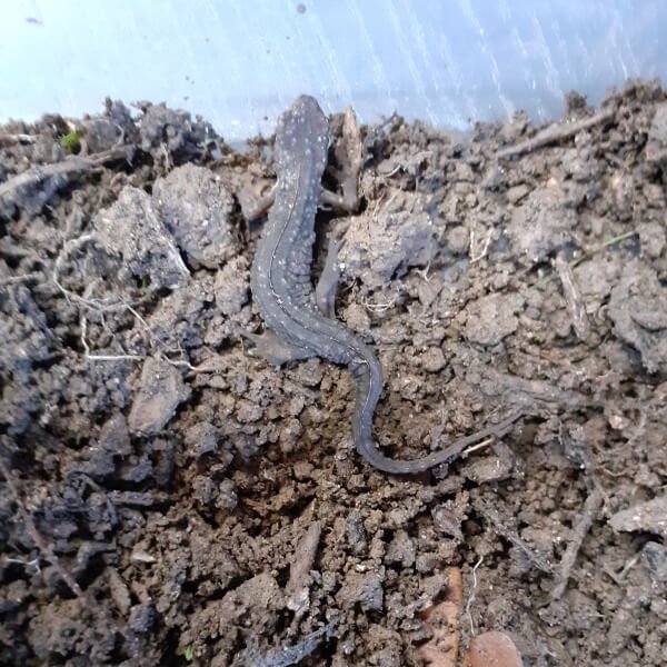 Bug Hunting! Adventure Ways